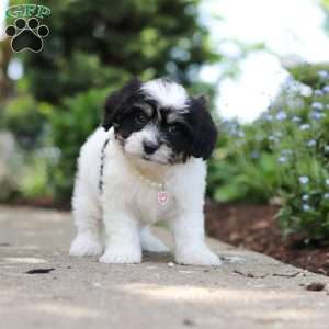 Dory, Cavachon Puppy